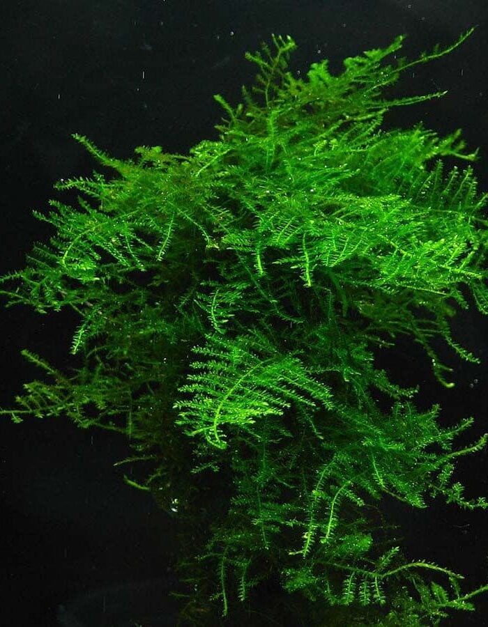 Singapore Moss