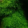 Java Moss