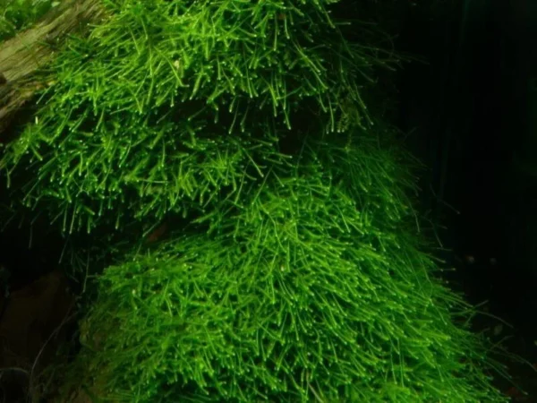 Java Moss