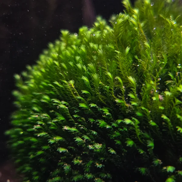 Fissidens Crispulus