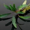 Bucephalandra Kapuas