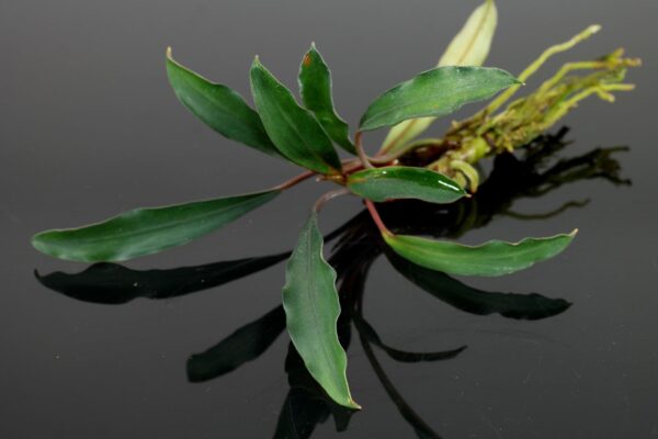 Bucephalandra Kapuas