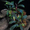 Bucephalandra Kapuas