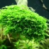 Christmas Moss