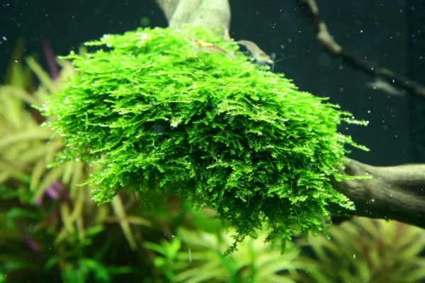 Christmas Moss