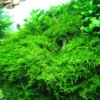 Christmas Moss