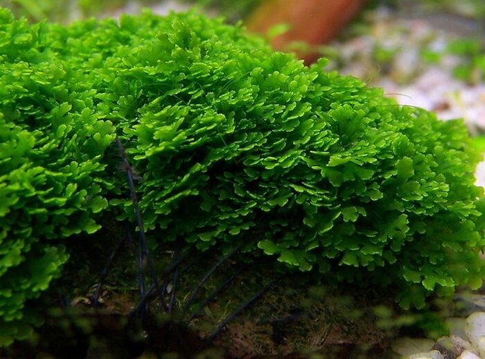 Riccardia Chamedryfolia / Mini Pellia