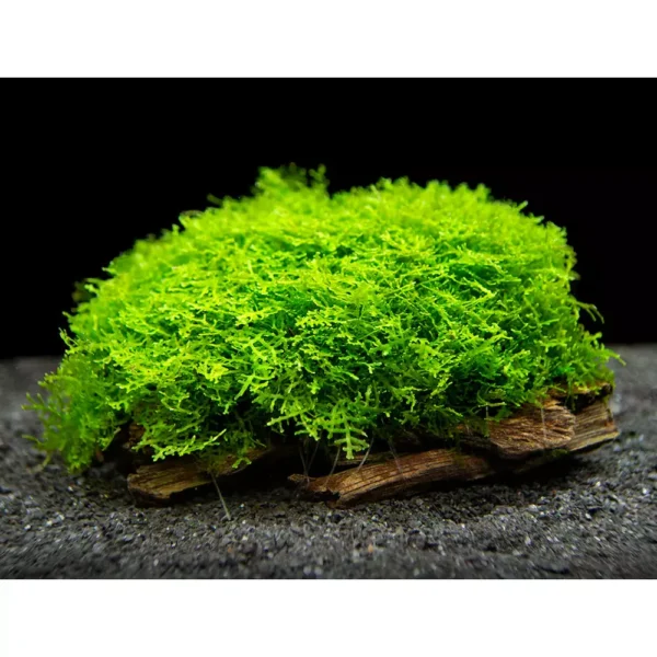 Riccardia Chamedryfolia / Mini Pellia