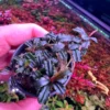 Bucephalandra Brownie Amanda