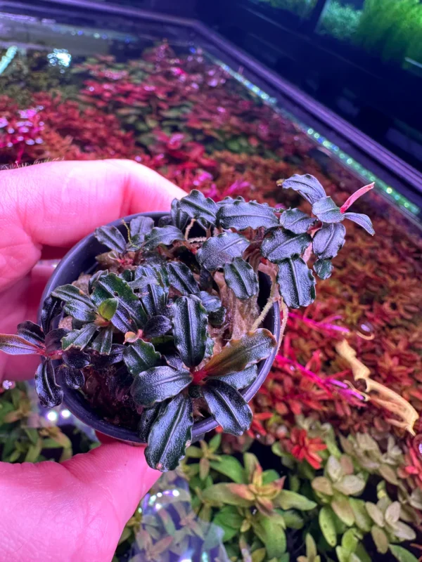 Bucephalandra Brownie Amanda