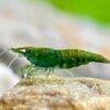 Green Jade Shrimp