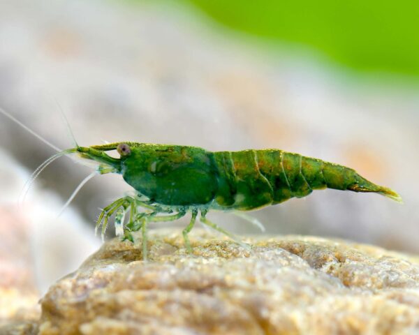 Green Jade Shrimp