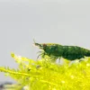 Green Jade Shrimp