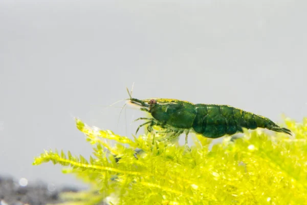 Green Jade Shrimp