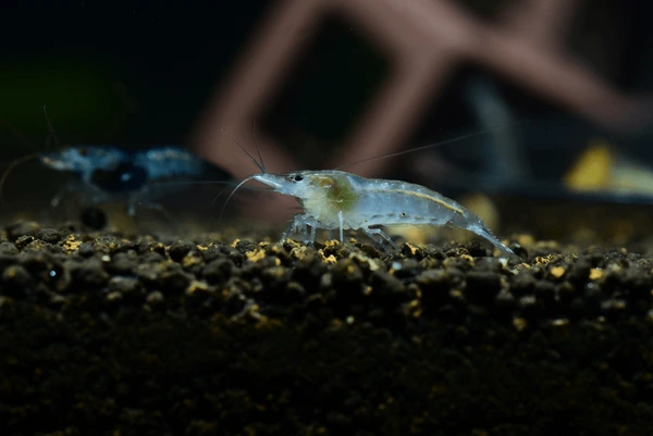 Snowball Shrimp
