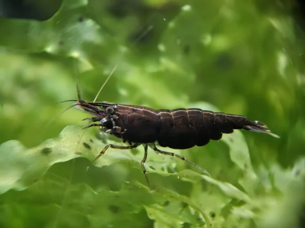 Black Rose Shrimp