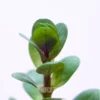 Ammania Sp Bonsai
