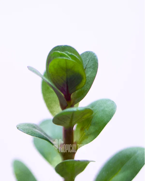 Ammania Sp Bonsai