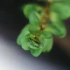 Ammania Sp Bonsai