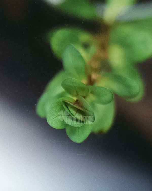 Ammania Sp Bonsai