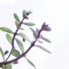 Ammannia Gracilis