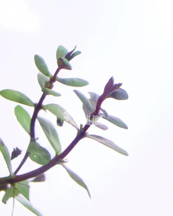 Ammannia Gracilis