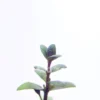 Ammannia Gracilis