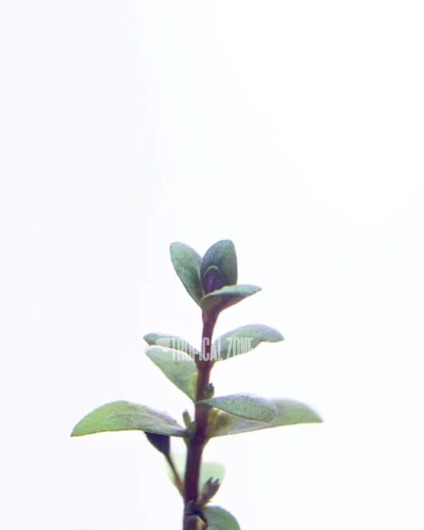 Ammannia Gracilis