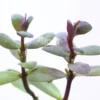 Ammannia Gracilis