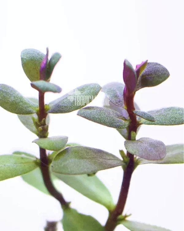 Ammannia Gracilis