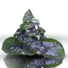 Anubias 'Butterfly'