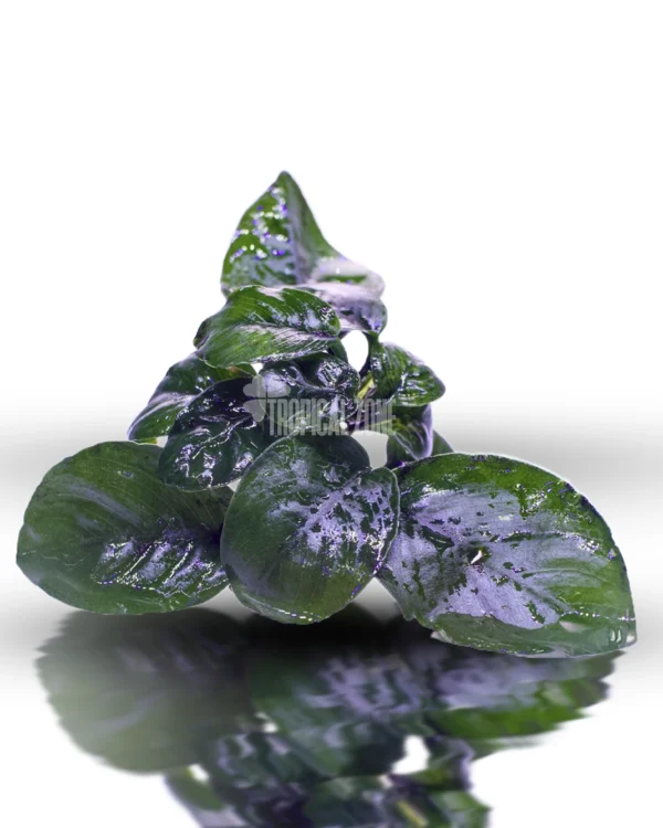 Anubias 'Butterfly'