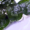 Anubias 'Butterfly'