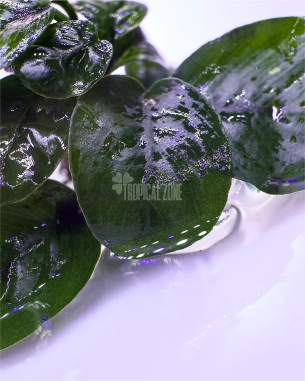 Anubias 'Butterfly'