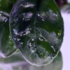 Anubias 'Butterfly'