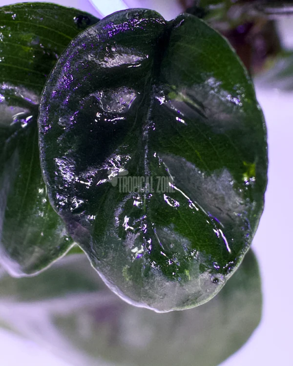 Anubias 'Butterfly'