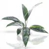 Anubias Congensis Mini