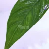 Anubias Congensis Mini
