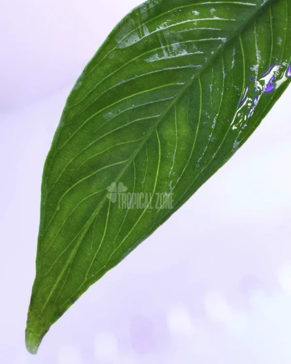 Anubias Congensis Mini