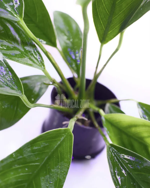 Anubias Congensis Mini