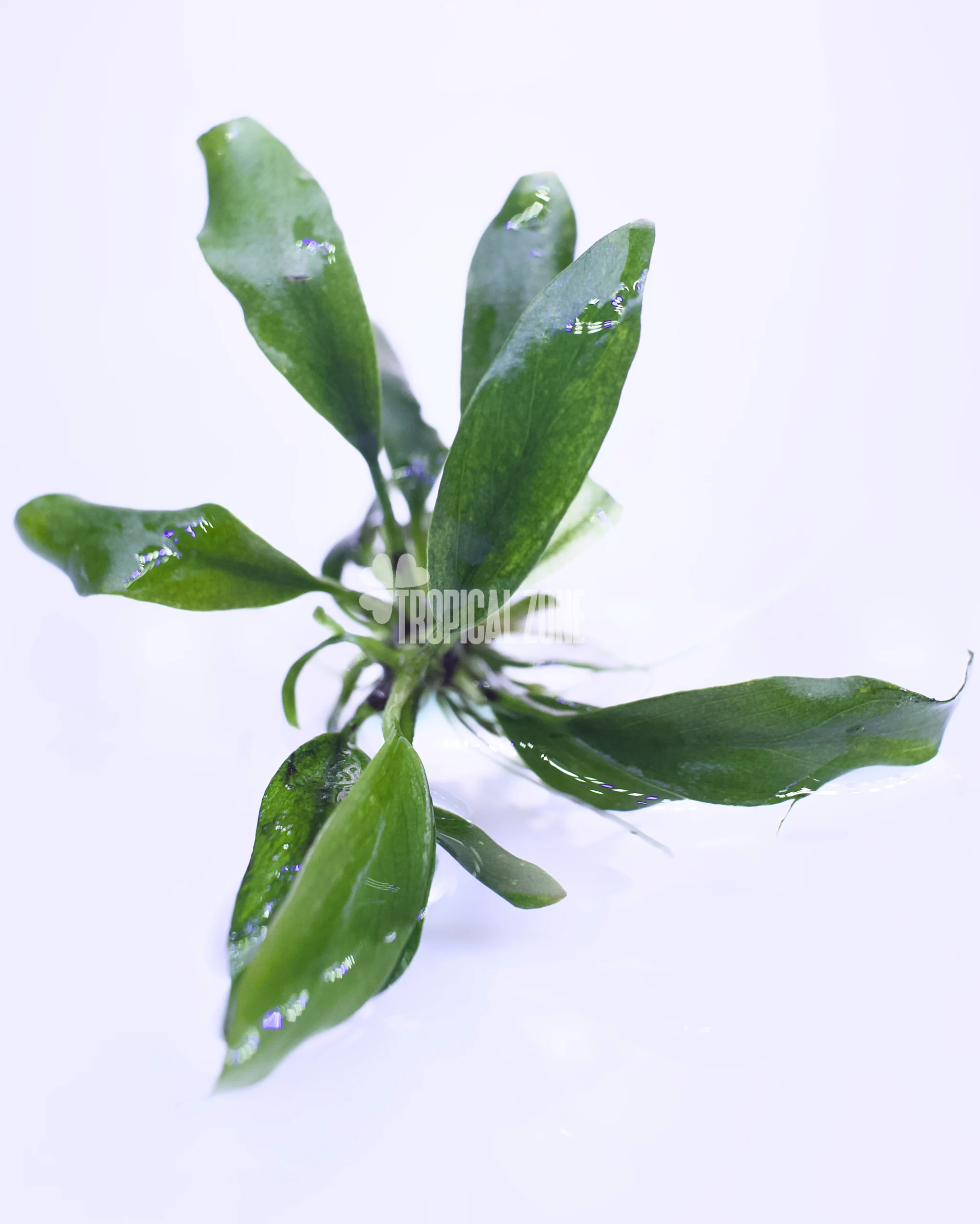 Anubias 'Dragon Claw' - Tropical Zone