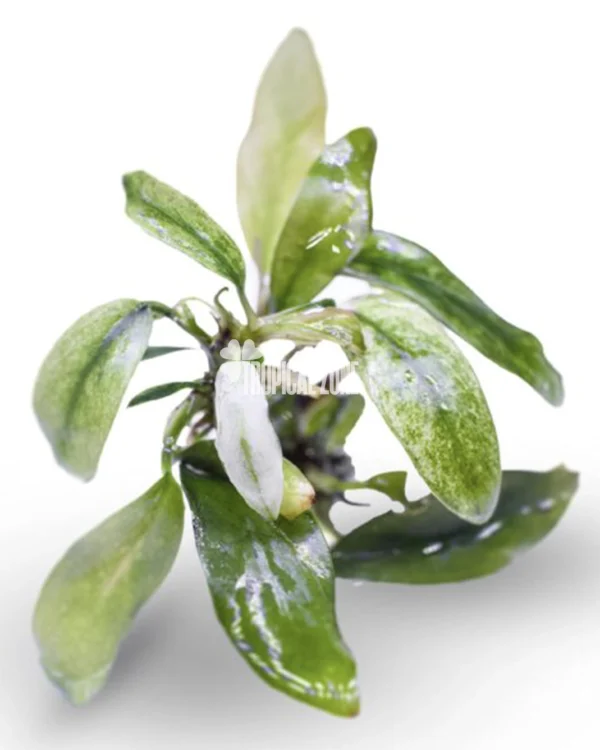 Anubias Barteri Var. Glabra