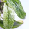 Anubias Barteri Var. Glabra