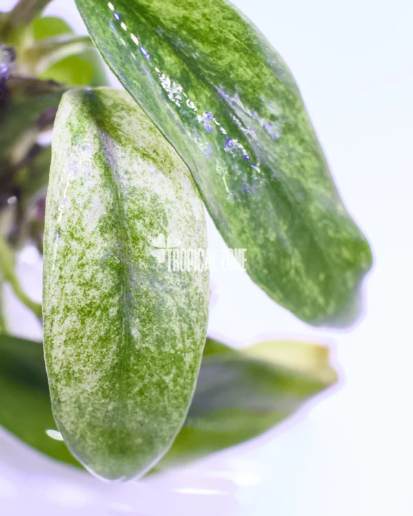 Anubias Barteri Var. Glabra