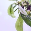 Anubias Barteri Var. Glabra