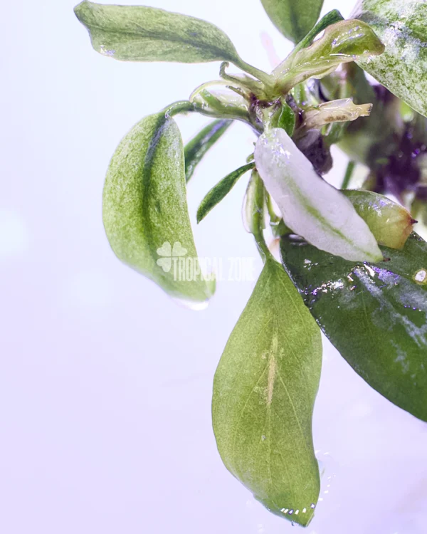 Anubias Barteri Var. Glabra