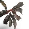 Bucephalandra Godzilla