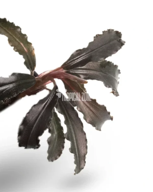 Bucephalandra Godzilla