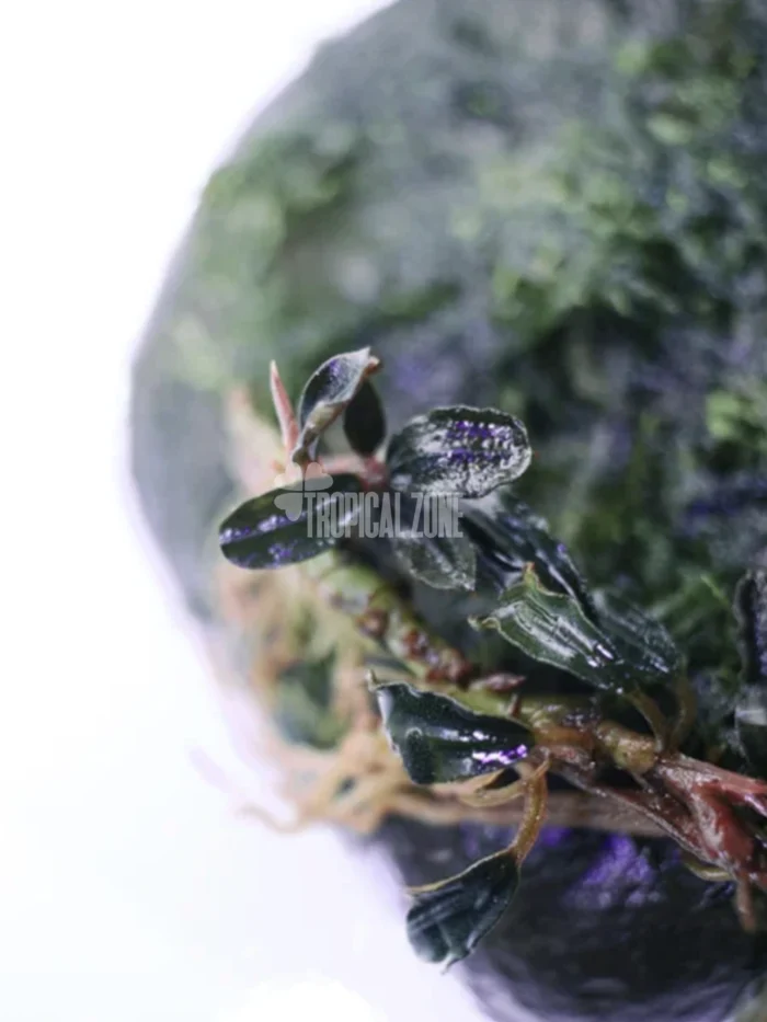 Bucephalandra Phantom
