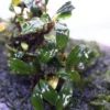 Bucephalandra Pygmy